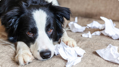 How to Calm an Anxious Dog: 7 Natural Tips for Soothing a Dog’s Anxiety