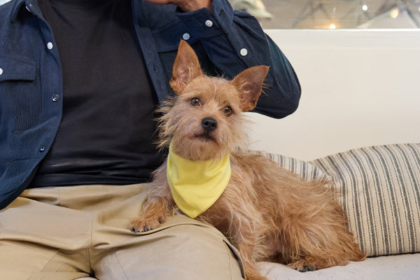 https://happypaws.com/blogs/blog/jack-russell-terrier