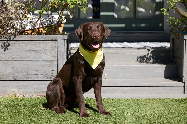 https://happypaws.com/blogs/blog/labrador-retriever