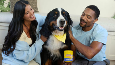 Natural Remedies for Dog Anxiety: Why Choose Calming Chews