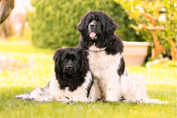 https://happypaws.com/blogs/blog/newfoundland