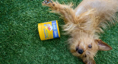 Everything You Need to Know About Omega 3 Dog Supplements