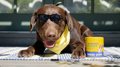 Prebiotics vs. Probiotics for Dogs: Learn the Difference & Why It Matters