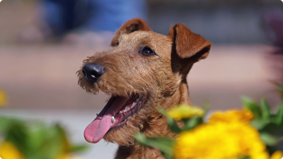 Preventing Dental Disease in Dogs: Tips for Healthy Teeth and Gums