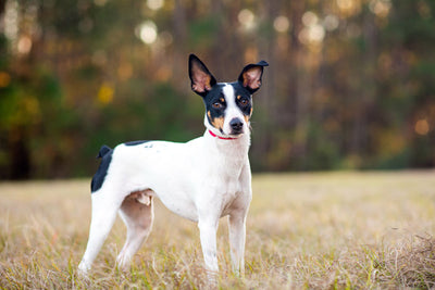 Rat Terrier