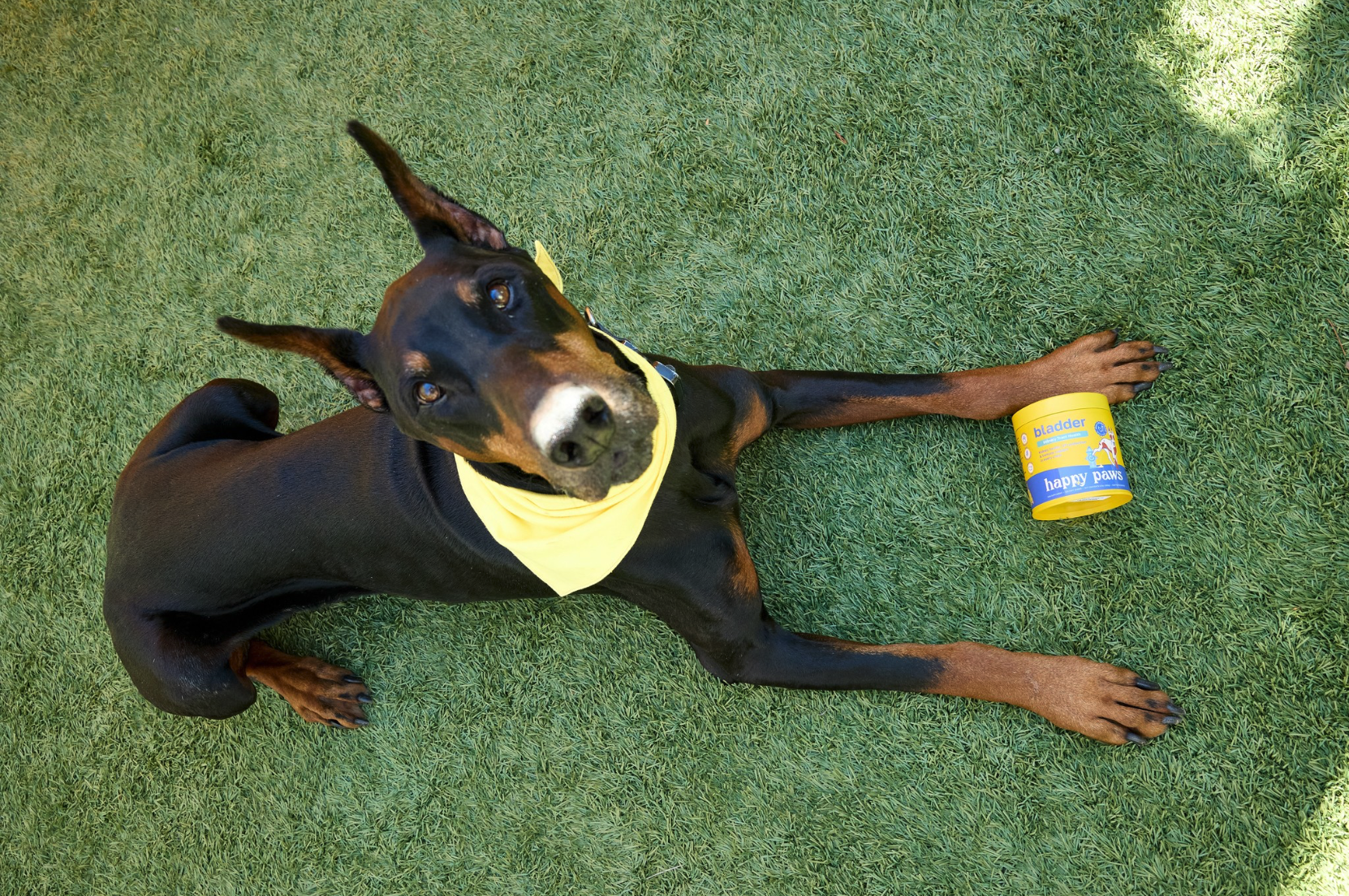 UTI in Dogs - Happy Paws blog article