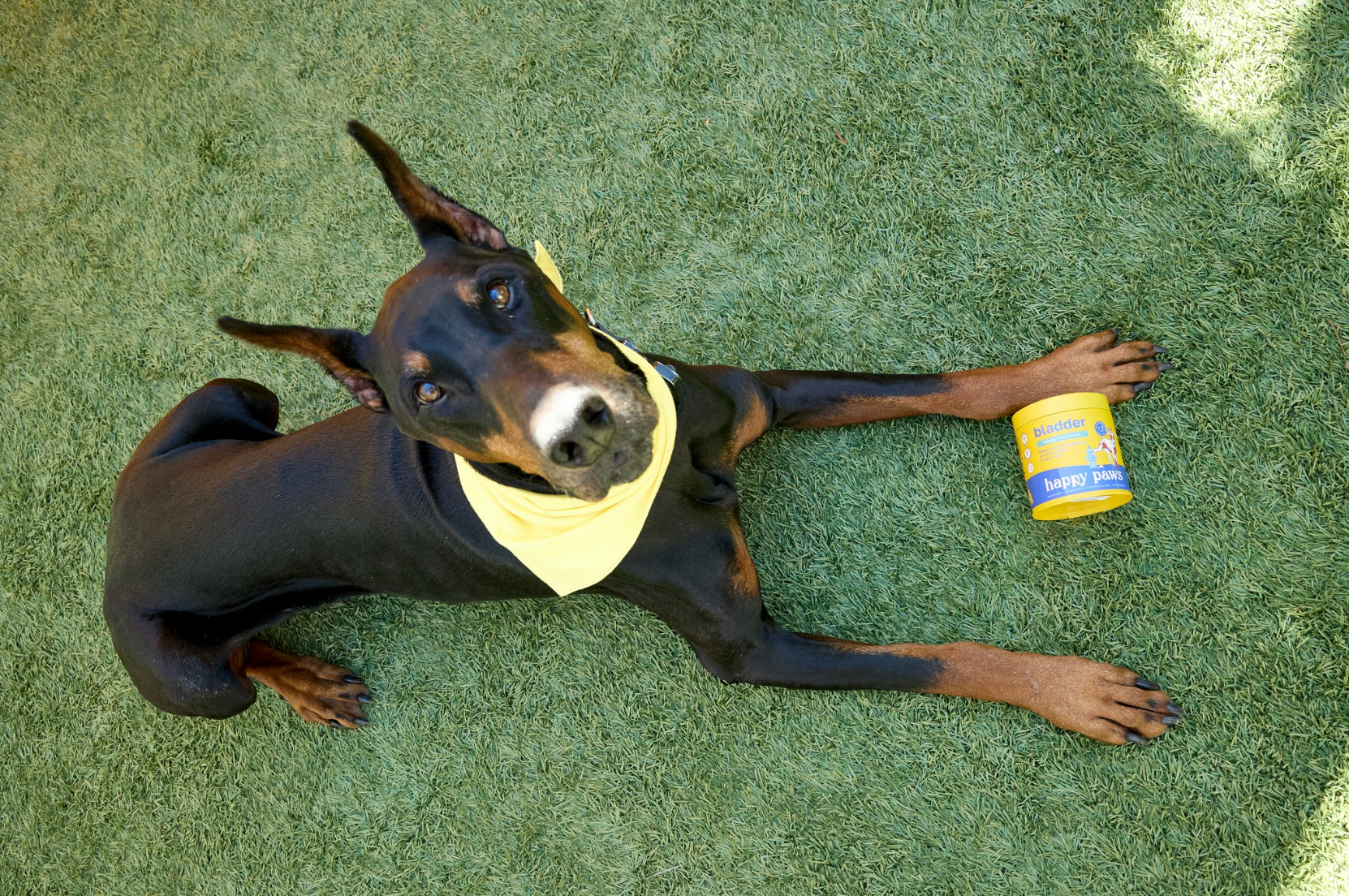 UTI in Dogs - Happy Paws blog article