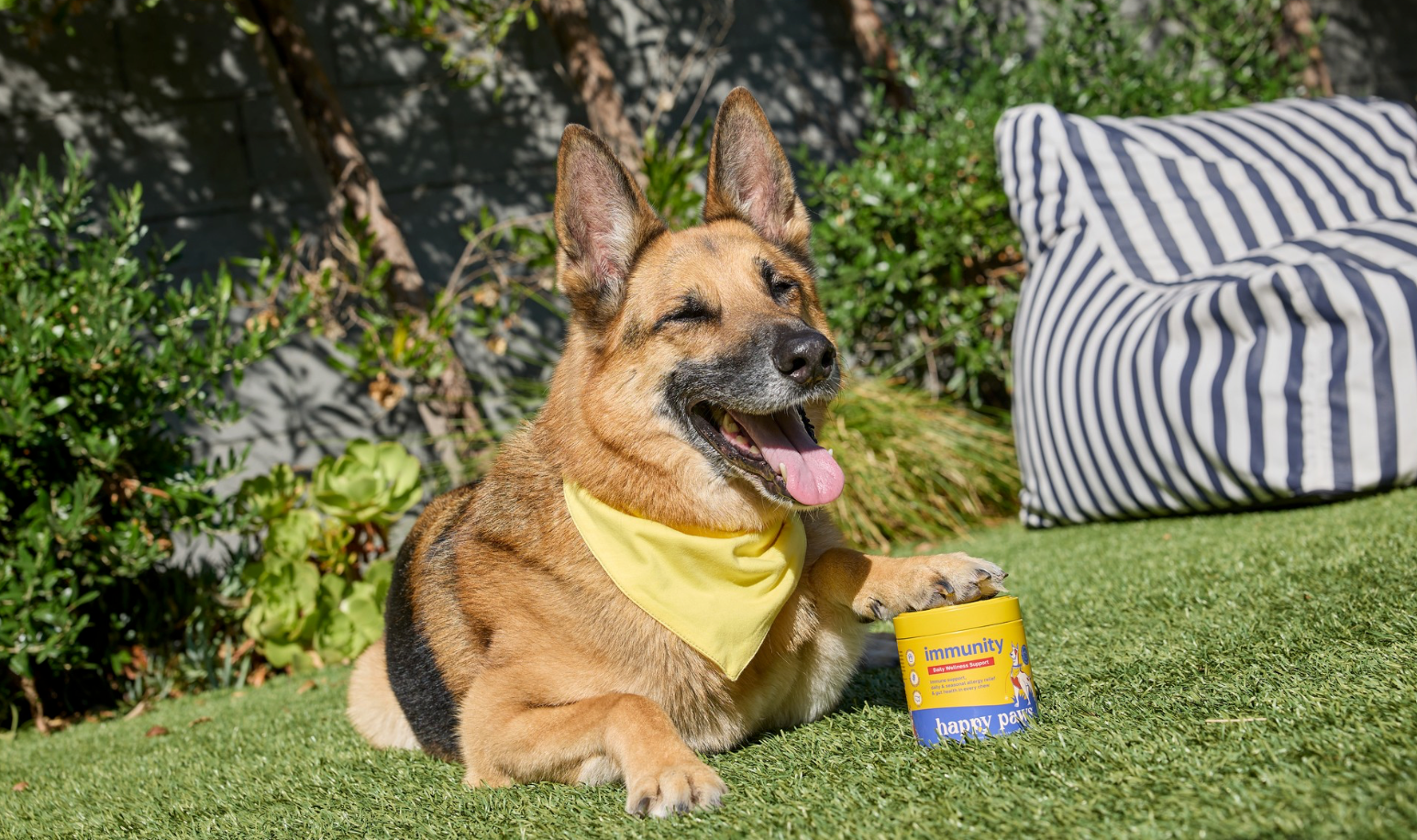 Best Supplements for Dogs With Allergies header image