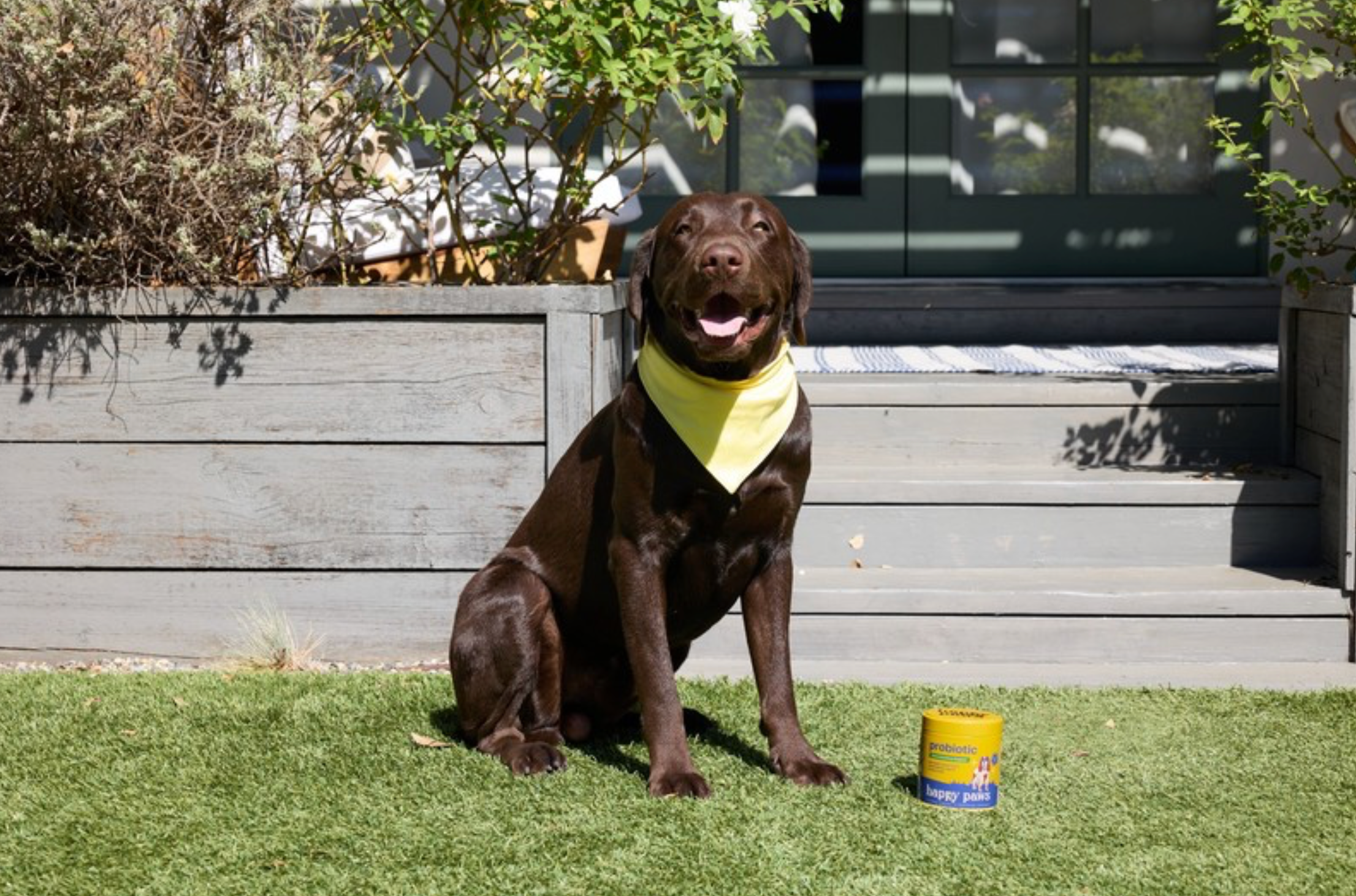 Dog Gut Health blog header