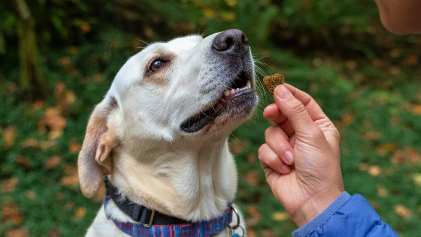 Senior Dog Care: Advice for Aging Pets
