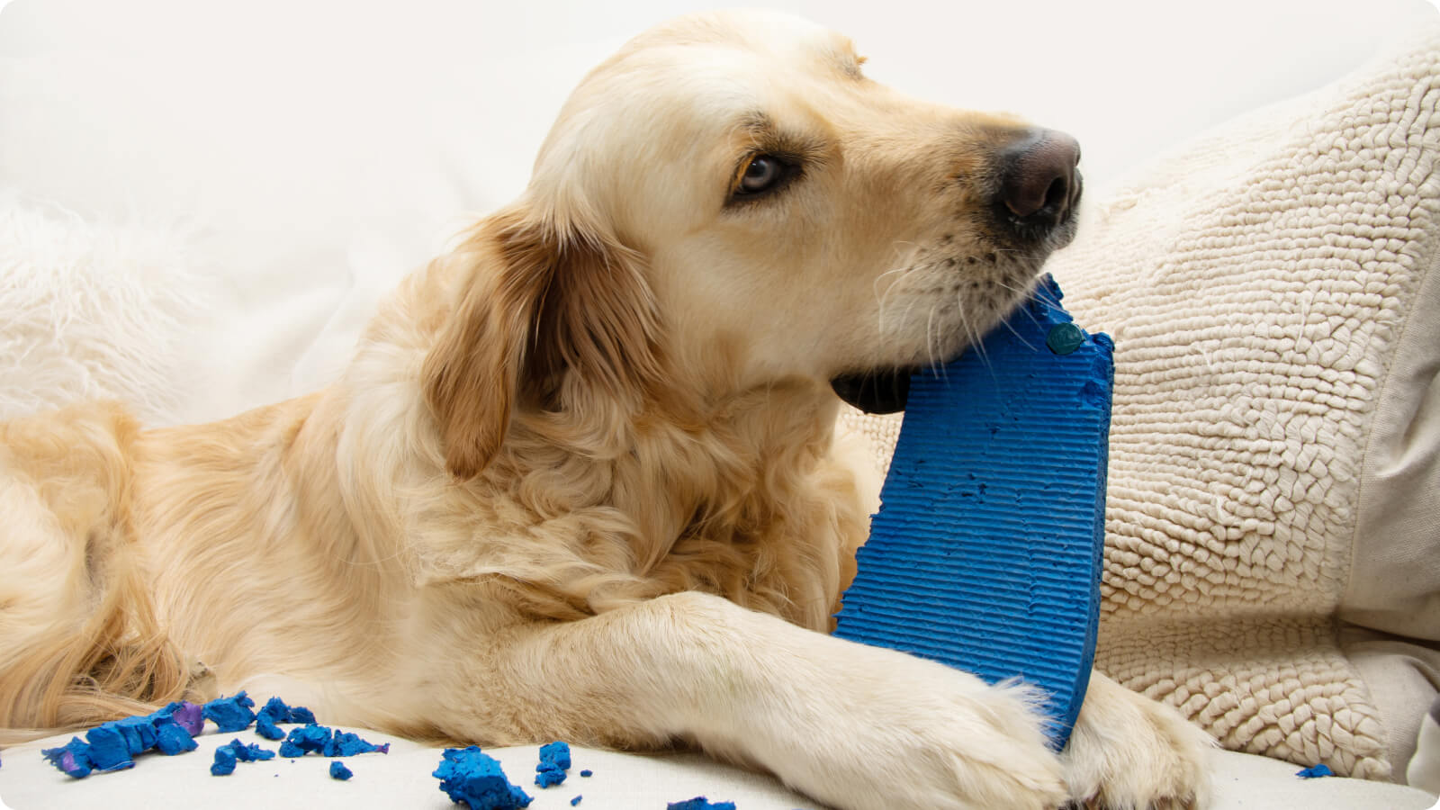 Separation Anxiety in Dogs Causes Training Tips and Calming Aids