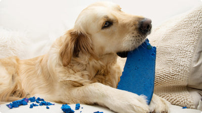 7 Ways to Help Soothe Separation Anxiety in Dogs