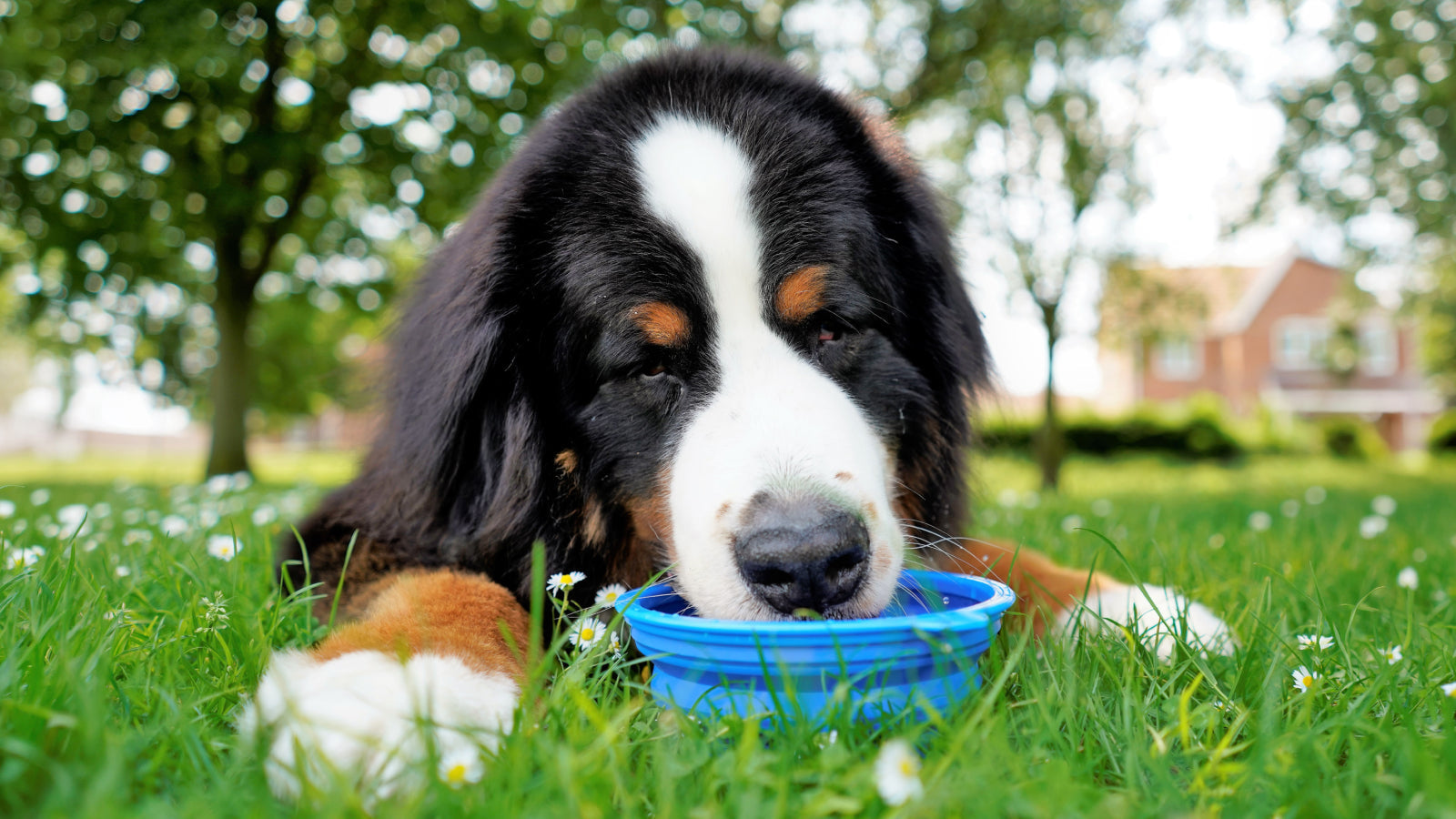 8 Signs Your Dog Is Dehydrated & How to Help