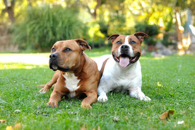 Staffordshire Bull Terrier