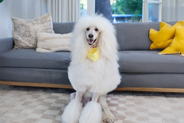 https://happypaws.com/blogs/blog/standard-poodle