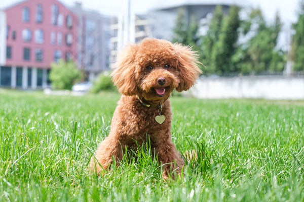 https://happypaws.com/blogs/blog/toy-poodle