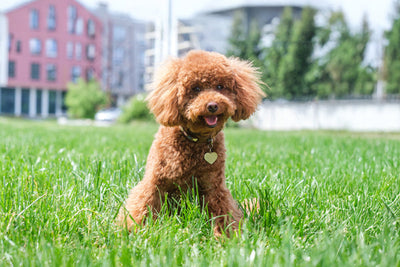 Toy Poodle