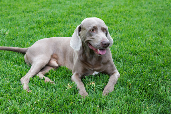 https://happypaws.com/blogs/blog/weimaraner