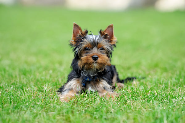 https://happypaws.com/blogs/blog/yorkshire-terrier