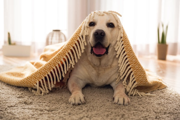 Why Is My Dog Acting Weird? 7 Signs and What You Can Do