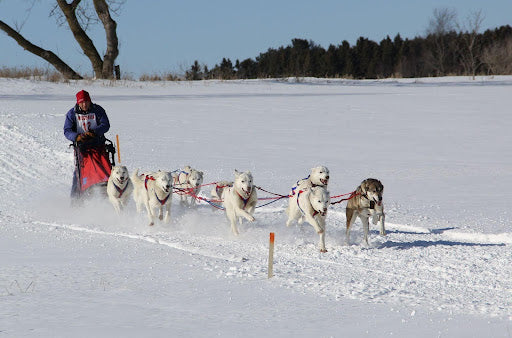 Why Use Dog Supplements for Hips and Joints?