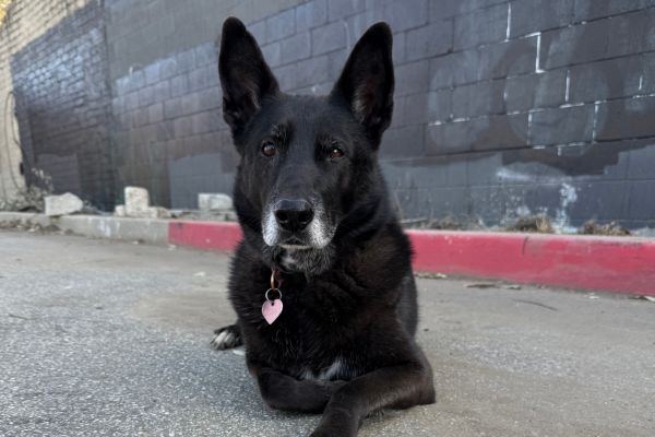 Mange in Dogs: Signs, Treatments, and Prevention Guide