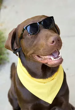 Health Supplements for Dogs