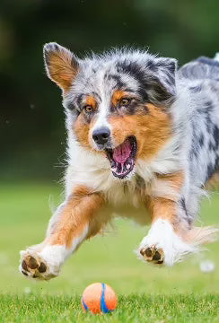 Dog Supplements for Joints, Hips & Arthritis