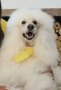Skin & Coat Supplements for Dogs