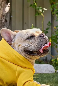Dog Supplements for Anxiety, Stress & Calming