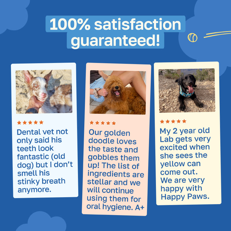 Dental Supplement for Dogs | Oral Care and Hygiene
