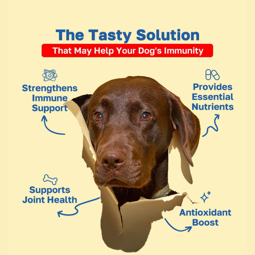Allergy Supplement for Dogs | Daily Immune Support