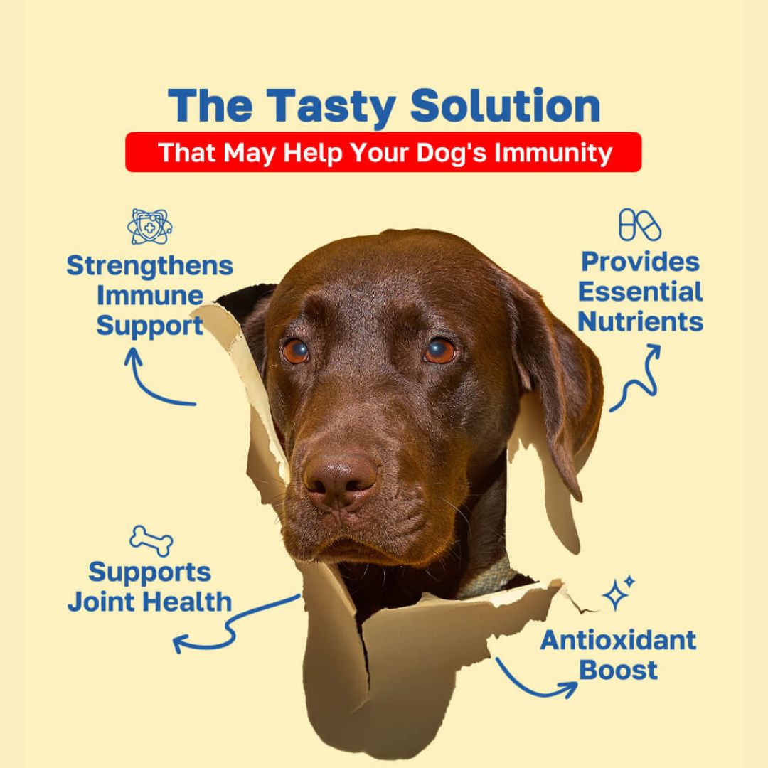 Allergy Supplement for Dogs | Daily Immune Support