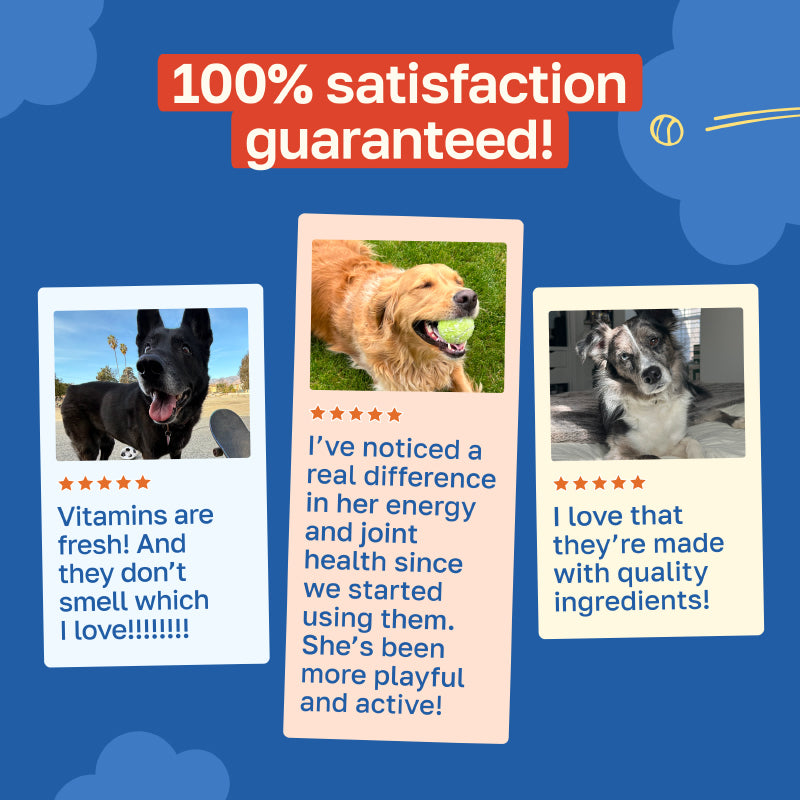 10-in-1 Multivitamin Dog Supplement | Daily Nutritional Support