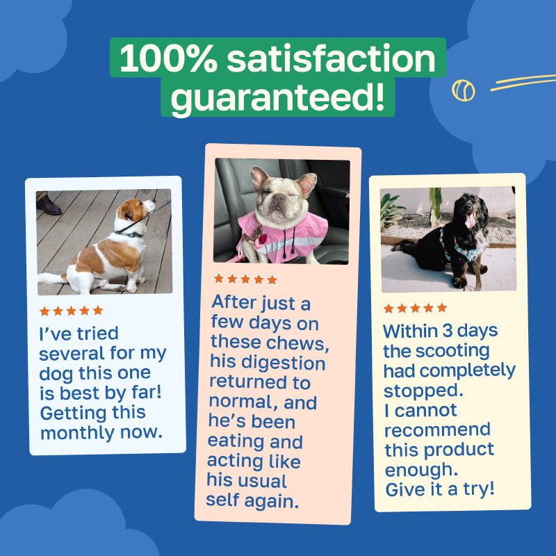 Scoot Stop Dog Supplement | Anal Gland Support