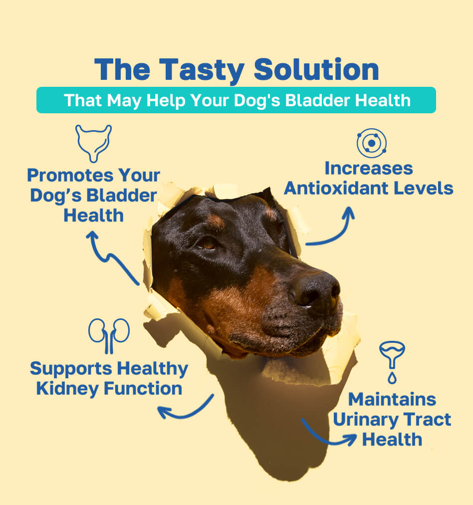 bladder the tasty solution pdp image 