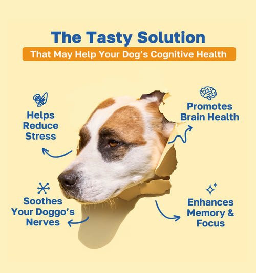 cognitive tasty solution imagestack pdp 