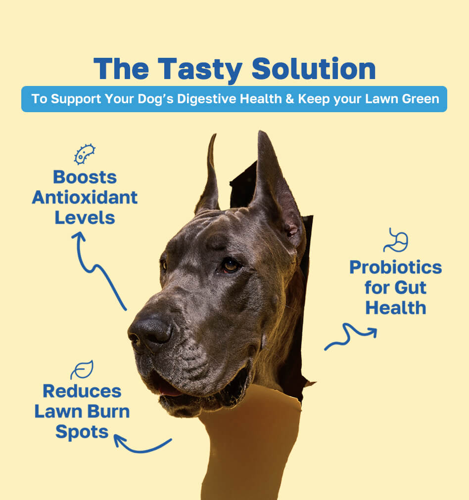 Lawn Saver Dog Supplement | With Enzymes and Probiotics