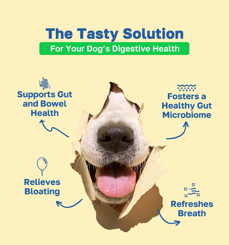 Probiotic Dog Supplement | Gastrointestinal Support