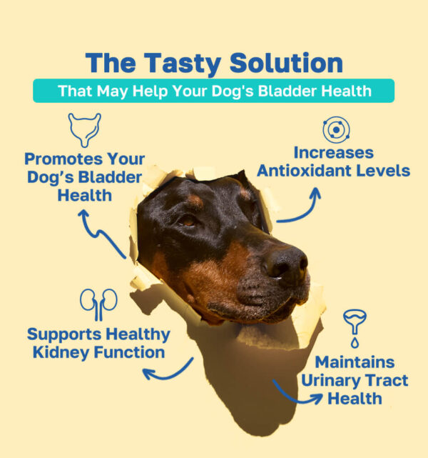 bladder the tasty solution pdp image