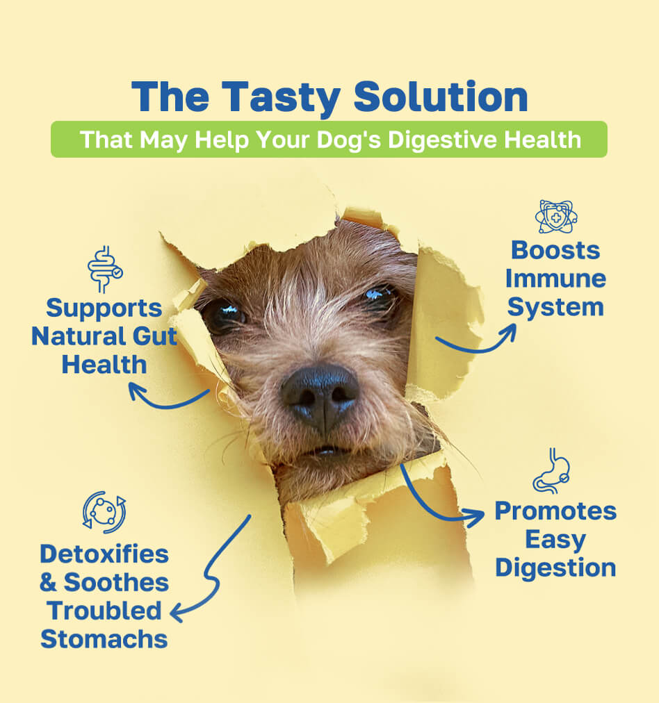 digesetive the tasty solution pdp image