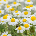 Chamomile