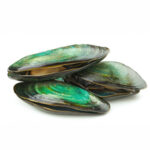 Green Lipped Mussel