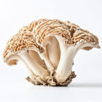 Maitake Mushroom