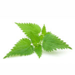 Nettle Leaf