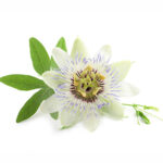 Passion Flower