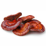 Reishi Mushroom