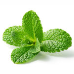 Spearmint