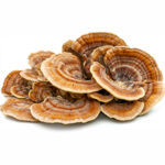 Turkey Tail Mushroom