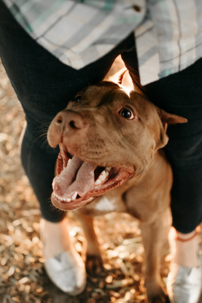 dog shop by concern oral